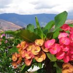Importancia de la Creación de más Viveros para la Gran Maracay